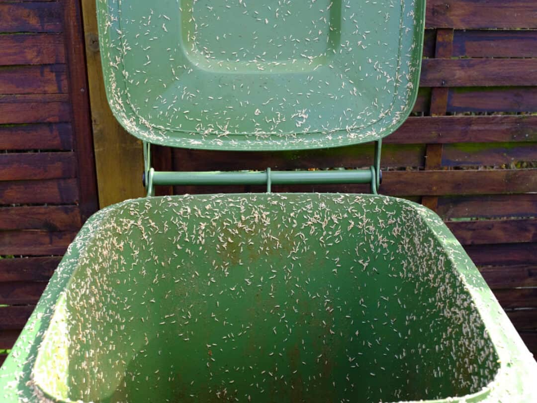 How to Kill Maggots in a Trash Can [5 Easy Methods] Home Repair Geek