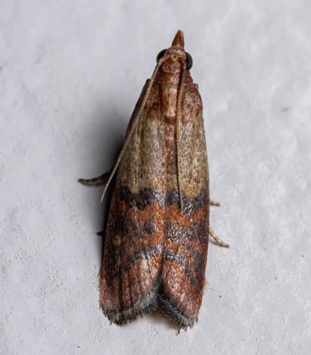 Maggots on Ceiling Steps for Removing and Cleaning Home Repair Geek