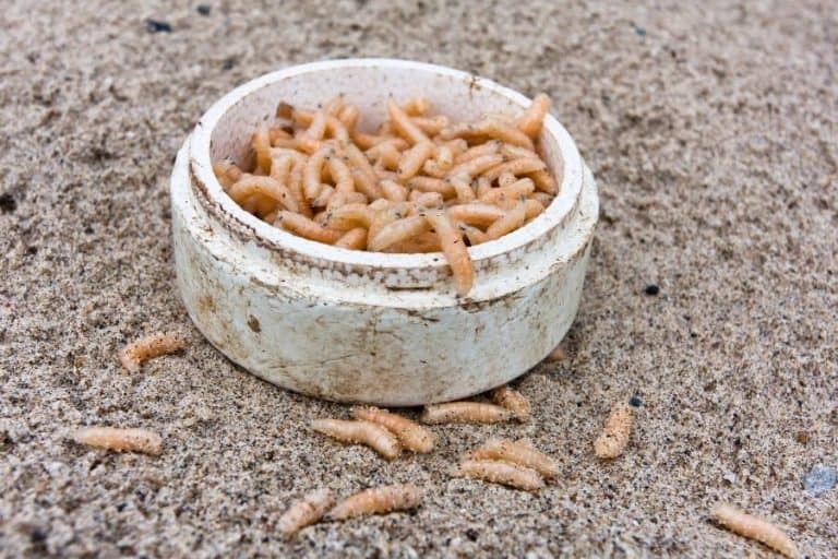 Maggots in Your House on the Floor? Here's What to Do! Home Repair Geek