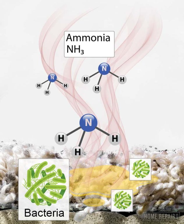 How to Get Cat Urine Smell Out of Carpet [3 Easy Steps] Home Repair Geek