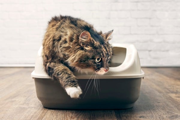 natural enzyme cleaner for cat urine